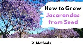 How to Grow Jacaranda Trees From Seed ( 2 Methods)