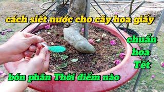 cách siết cho cây hoa giấy chuẩn hoa Tết