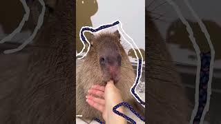 Capy Moments! Moment to cuddle our boy #masbro #capybara #capivara #capibara