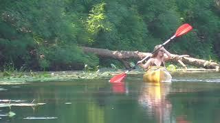 The Kayaking‍️and Water Lilies along the Bay of the Dnieper River