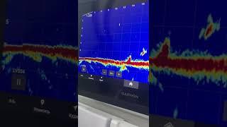 Посмотрев видео с рыбалки дома, я понял, что это Сом #сом #сомы #квок #спиннингист #наживка #эхолот