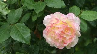 Rosa ´Aquarell´