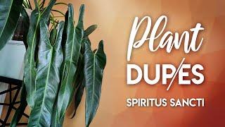 Plant Dupes! | Philodendron Spiritus Sancti