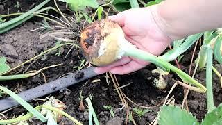 Give these fertilizers and the onion will fill up the harvest in June.How to feed onions for harvest