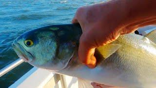 Bluefish madness  lots of crazy action  charter boat fishing #bluefish #blitz #nyc