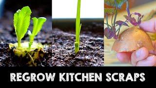 15 Fruits & Vegetables You Can Grow from Kitchen Scraps