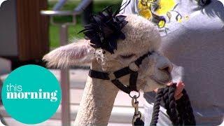 Meet the Newest Must Have Wedding Guest: The Alpaca | This Morning