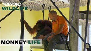 S5E06 | Oshean And A-mei Go Head To Head | Monkey Life | Beyond Wildlife