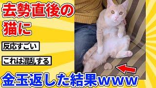 【2ch動物スレ】去勢の翌日に猫本人のキンタマ渡した結果ｗｗｗｗｗ