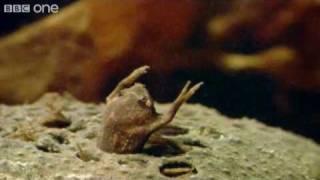 Frog Conductor - Walk On The Wild Side Highlight - BBC One