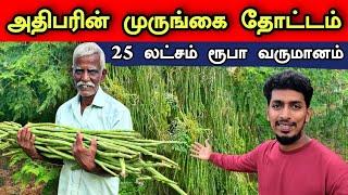 அதிக லாபம் தரும் முருங்கை பயிர்ச்செய்கை | Highly Profitable Drumstick Cultivation 