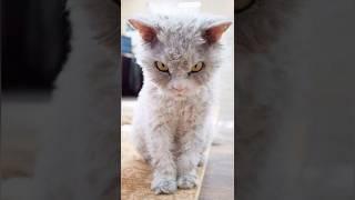 Funny animals 2023 - Funniest Cats and Dogs Video260 #shorts