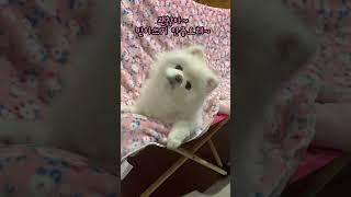 행복은 성적순이 아니예요 #샤샤의하루#pets #애견영상 #각종유머 #cutedog