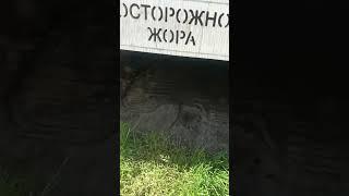 Осторожно Жора!!!   Запрещённое видео в Таджикистане.