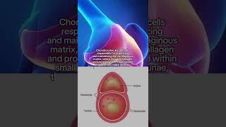 Cell of the Day: Chondrocyte #cellbiology #cells #cartilage