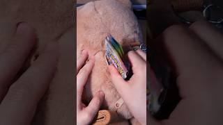 asmr Pokémon Card (Terastal Festa) #BearDoll #Unboxing
