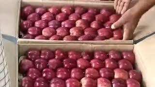 20 September 2024 Today's Solan Mandi Apple Market Update | Himalayanfarming | Live Update