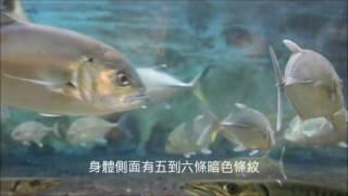 野柳海洋世界-線上解說-金梭、六帶鰺