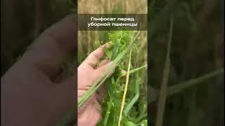 Глифосат перед уборкой пшеницы: секреты повышения урожайности
