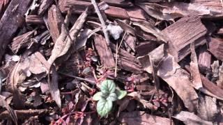 Winter - Origanum Syriacum Seedling - Zaatar - Syrian Oregano