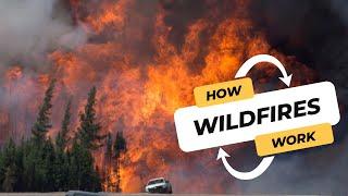 The science behind wildfires: How they start and spread | CBC Kids News