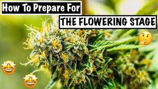 5 KEY Things To Prepare For Flowering Stage | CAN YOU TOP A PLANT 20 TIMES?! | Mars Hydro Grow