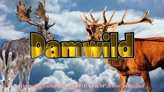 CHRIBA 0815  "Wochenendfilm-Damwild-" 4k