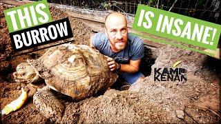 The Sulcata are trying to ESCAPE!