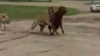 Live Cow Fed to Tigers