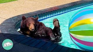 Wild Bears Go Into Man's Backyard To Swim In His Pool | Cuddle Buddies