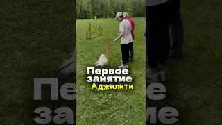 Главное не победа  #померанскийшпиц #собака #суперсобака #аджилити