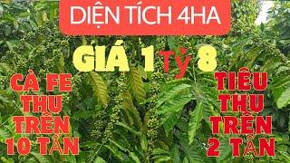 Diện tích 4ha , nguồn thu cực đẹp, cà fe thu trên 10 tấn, tiêu thu trên 2 tấn, đất bằng kín gió