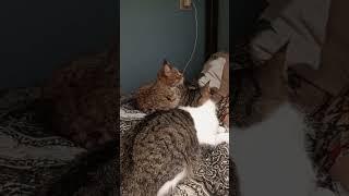 Кот,который не любил флейту (Костик)