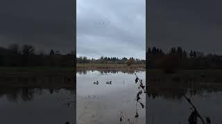 Embrace the Hunt in Nature #pnw #duckhunting #hunt #getoutside