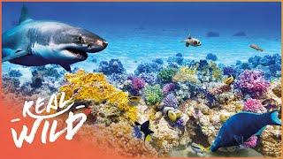 The City Beneath The Waves: Undersea Metropolis | Real Wild