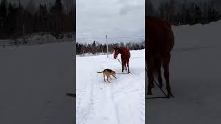 #cat #dog #pets #funny #funnyvideos #foryou #music
