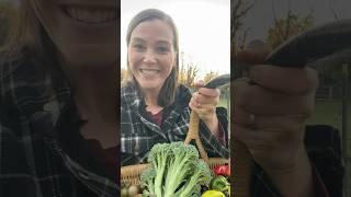 Garden harvest before the freeze #garden #harvest #homegardening #growyourownfood