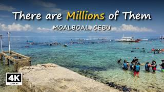 Cebu Travel Guide | Cebu to Moalboal | Swim with Sardines | Philippines