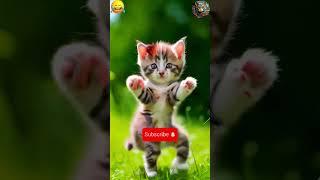 Try not to laugh, cat funny broom broom dance  #aicat #dancingcat #shorts