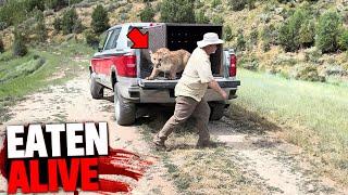 1 Hour of the Most HORRIFYING Fatal Mountain Lion Attacks!