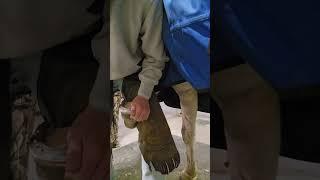 Nailing up aluminum horseshoe #oddlysatisfying #shorts #horseshoe #hoofcare #animalcare #farrier