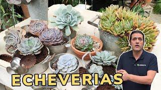 ECHEVERIAS - Consejos para cultivar estas suculentas // Jardinatis