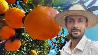 Jeito facil de fazer enxertia em citros,ponkan, laranja, limão taiti,tangerina, murcote#agricultura