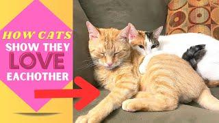 Adorable Cat Cuddling: Heartwarming Moments of Feline Companionship