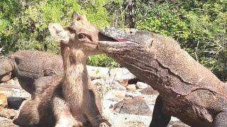 Brutal Hunt|Komodo Dragon Prey On Paralyzed Deer Part I #nature #wildlife #animal