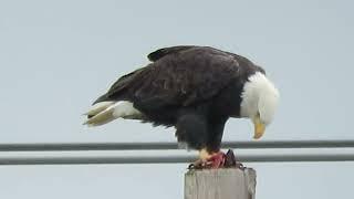 11/02/24 Bald Eagle (Eating) Kent Wa 1702-163