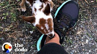 Tiniest Baby Deer Asks Woman To Rescue Him | The Dodo Faith = Restored