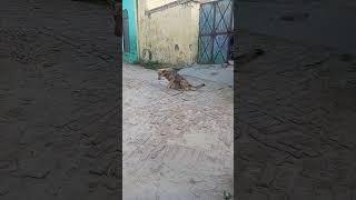DOG walking #desi #reels #highlights #funny #boy #like #siddhu #today #don #king #dog #dogs #views