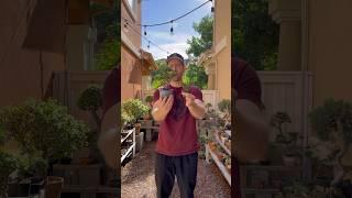 How to propagate portulacaria afra #portulacariaafra #bonsai #jadebonsai #dwarfjafebonsai #howto