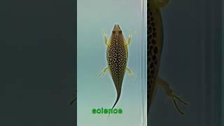 "Uncovering Mysterious Tadpoles: Rare and Unique Species Revealed"